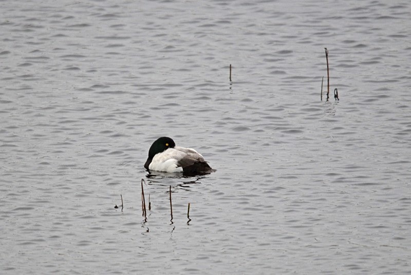 Scaup - North Norway