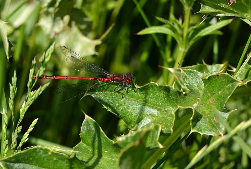 Large Red Damselfly - Dragonflies and damselflies