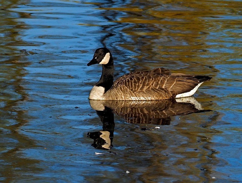 Canada Goose