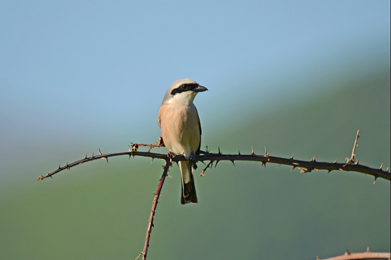 Red-backed Shrike - West Macedonia