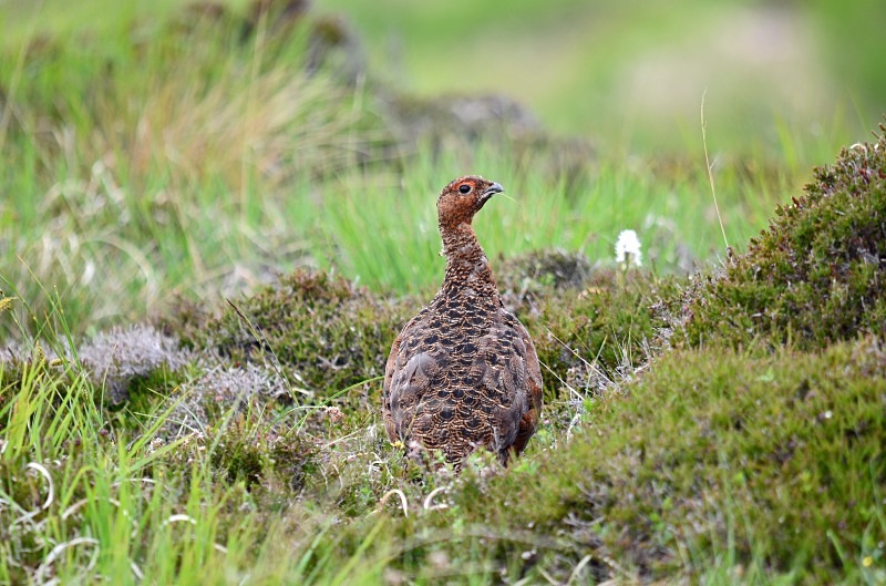 Red Grouse - Game birds