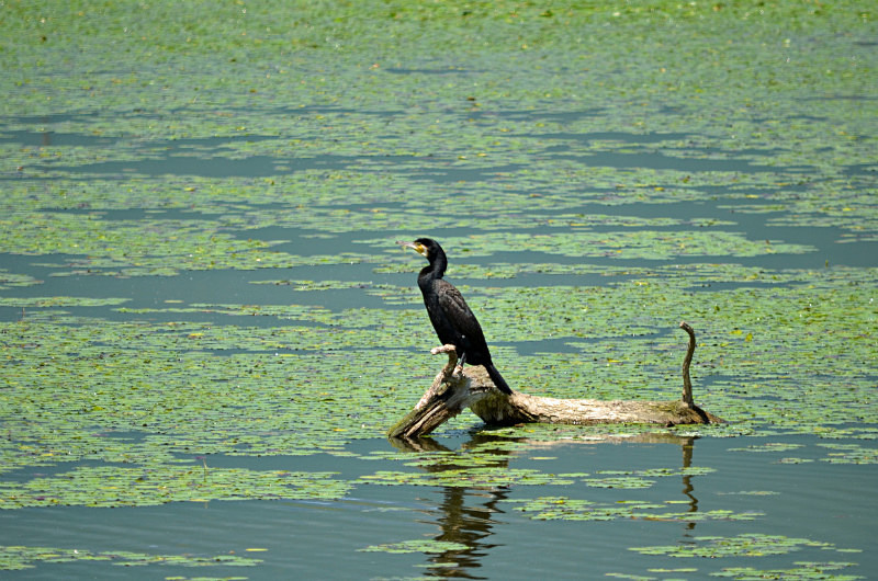 Cormorant - Central Macedonia