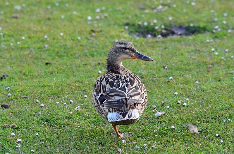 Mallard - Dabbling ducks