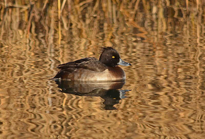 Tufted Duck - Diving ducks