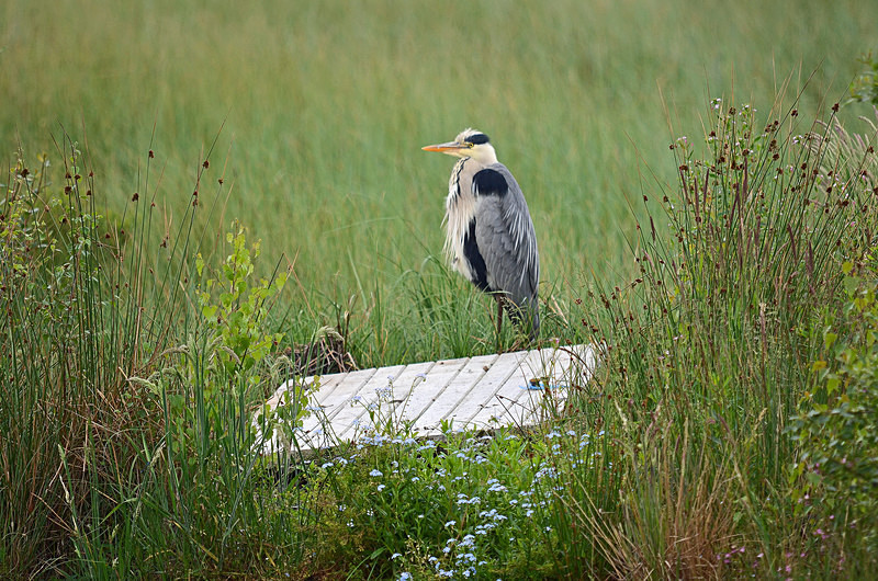 Grey Heron - Herons and egrets