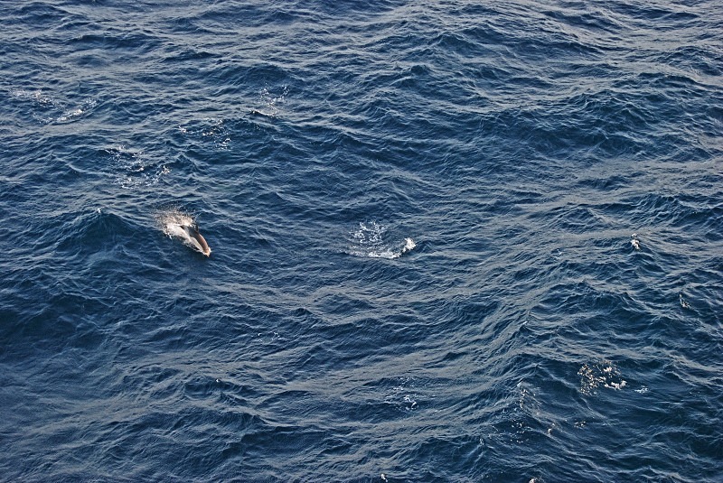 Common Dolphin - Whales and dolphins