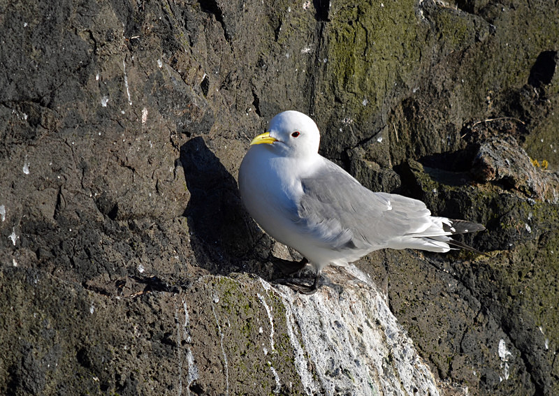 Kittiwake - Westfjords