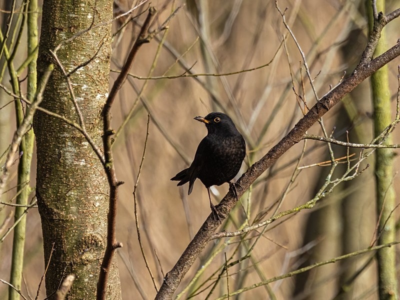 Blackbird - Thrushes
