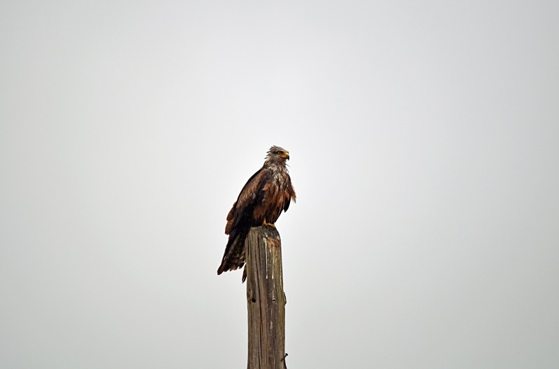 Black Kite - South and west Spain - April and May 2012