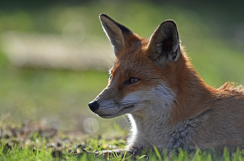Red Fox - Red Foxes