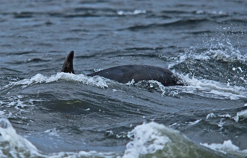 Bottlenose Dolphin - Whales and dolphins