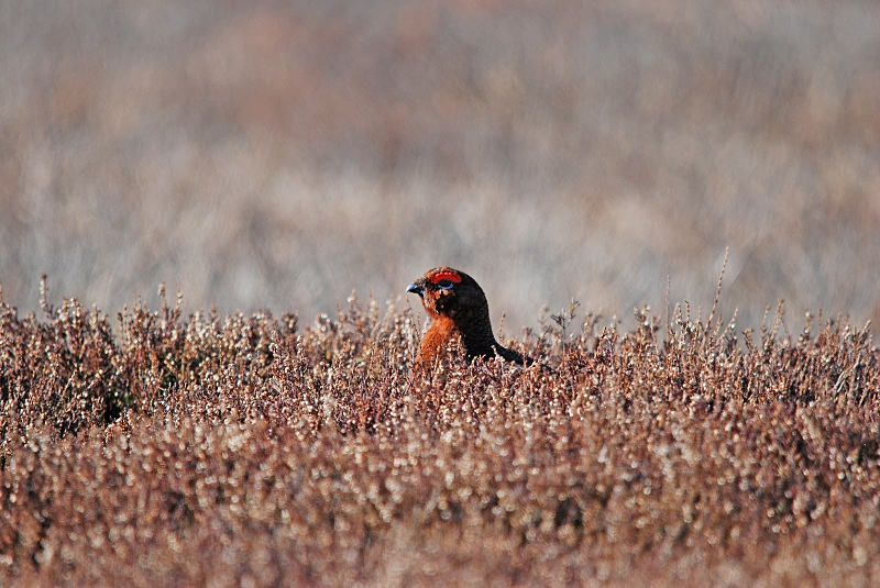 Red Grouse - Game birds