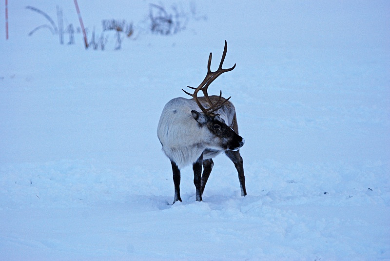 Reindeer - Kvaløya and Sommarøy