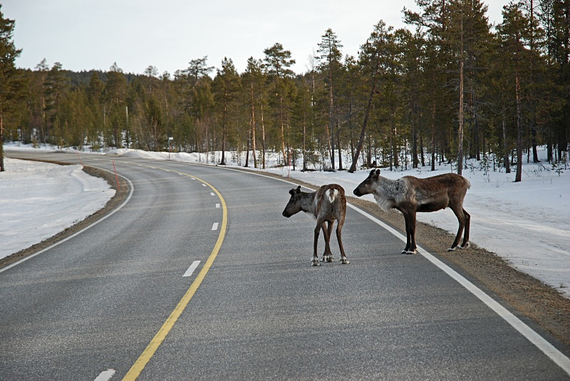 Reindeer - Finland