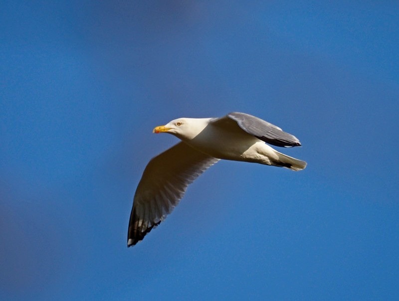 Herring Gull - Gulls