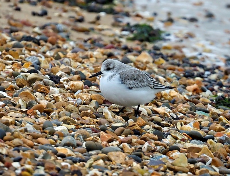 Sanderling - Sandpipers