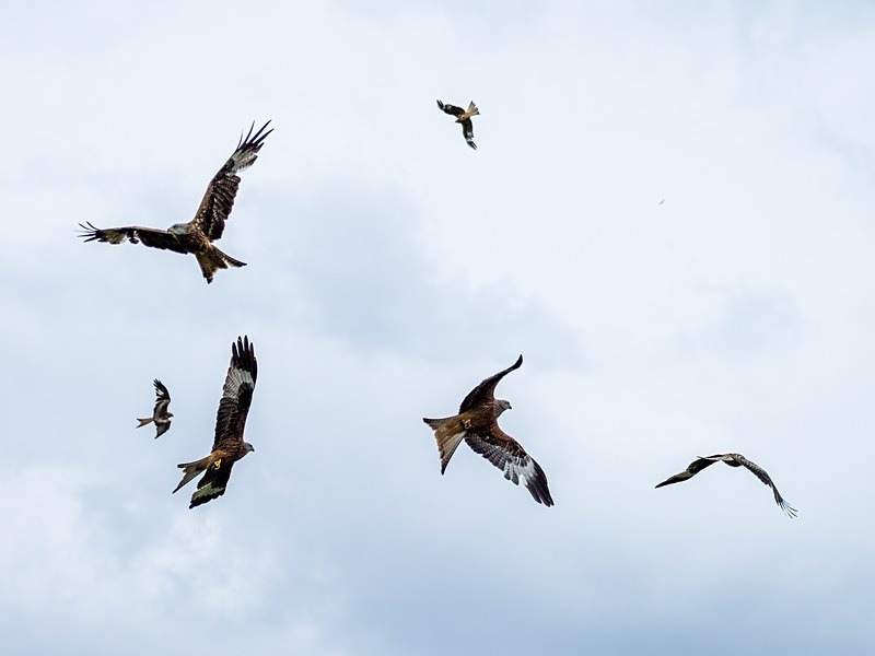 Red Kites - Birds of prey