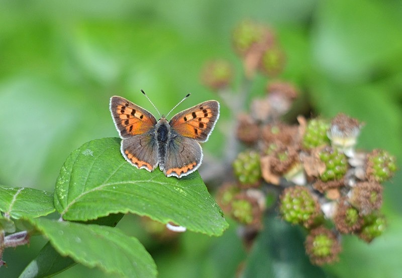 Small Copper - Butterflies