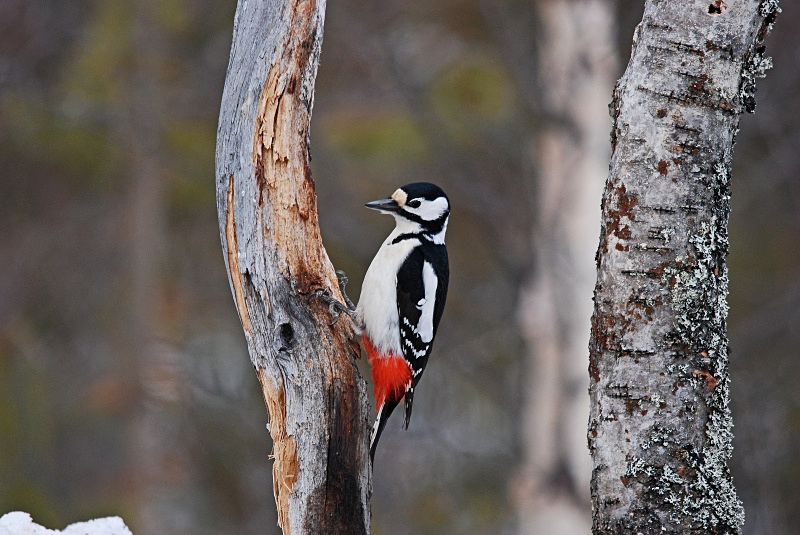 Great Spotted Woodpecker - Finland