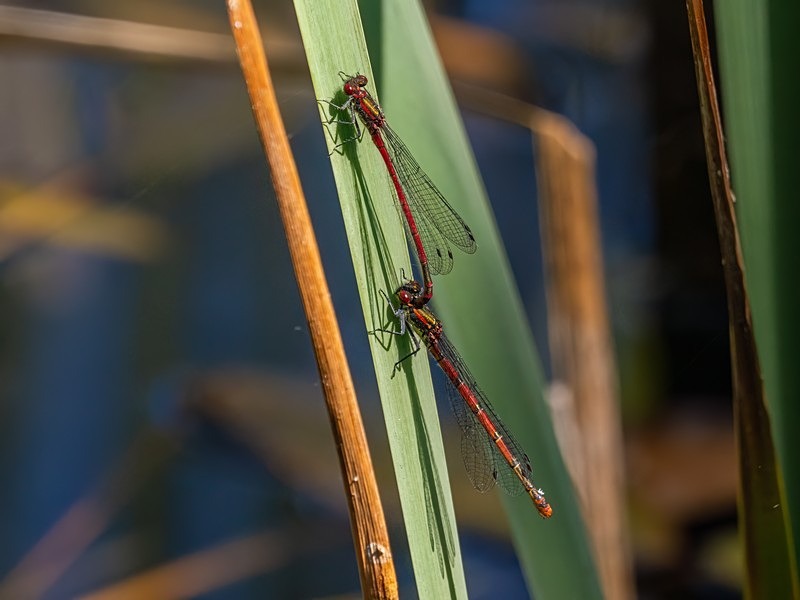 Large Red Damselflies - Dragonflies and damselflies