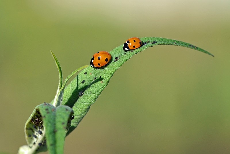Seven-spot Ladybirds - Insects, beetles, spiders, etc.