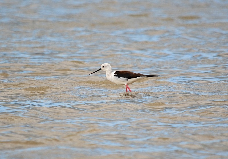 Black-winged Stilt - South and west Spain - April and May 2012