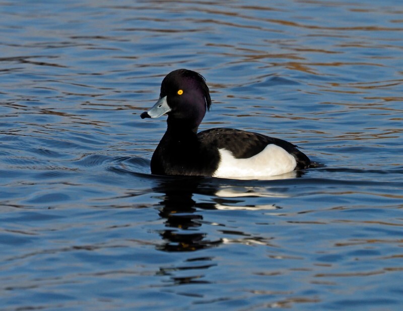 Tufted Duck - Diving ducks