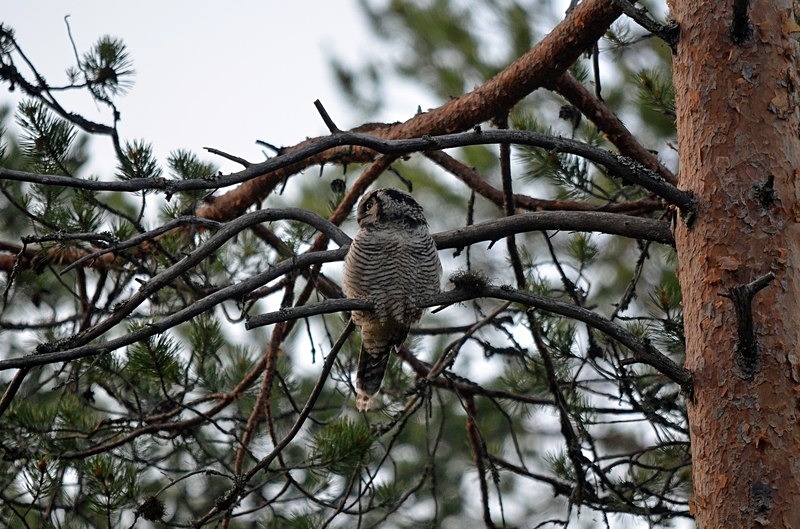 Northern Hawk Owl - North Finland - part 2