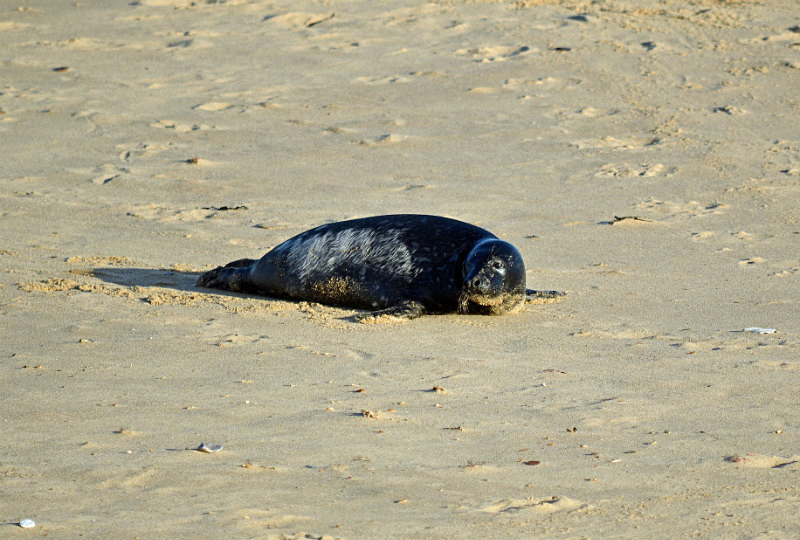 Atlantic Grey Seal - Atlantic Grey Seals