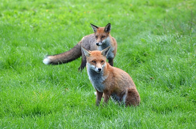 Red Fox - Red Fox