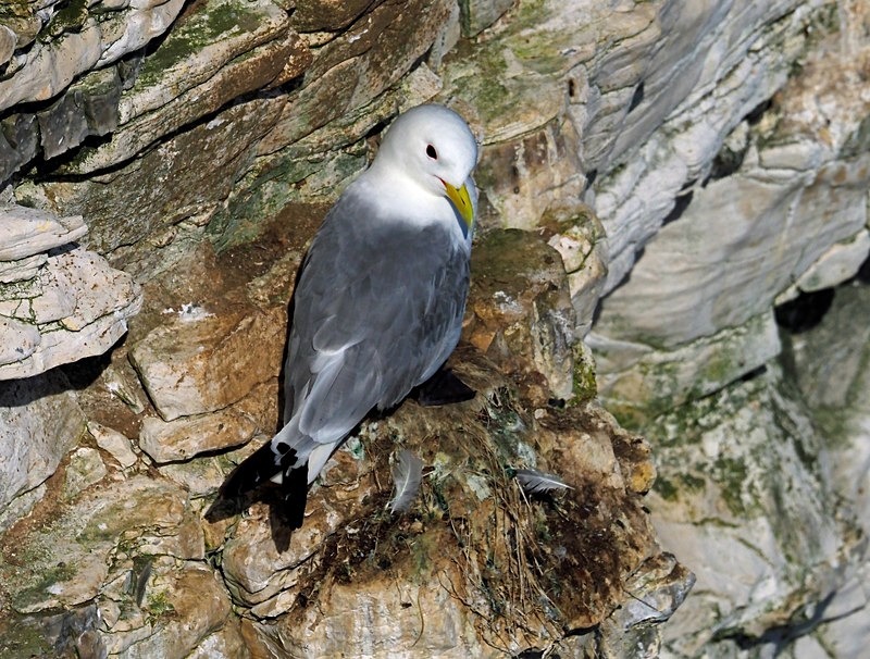 Kittiwake - Gulls