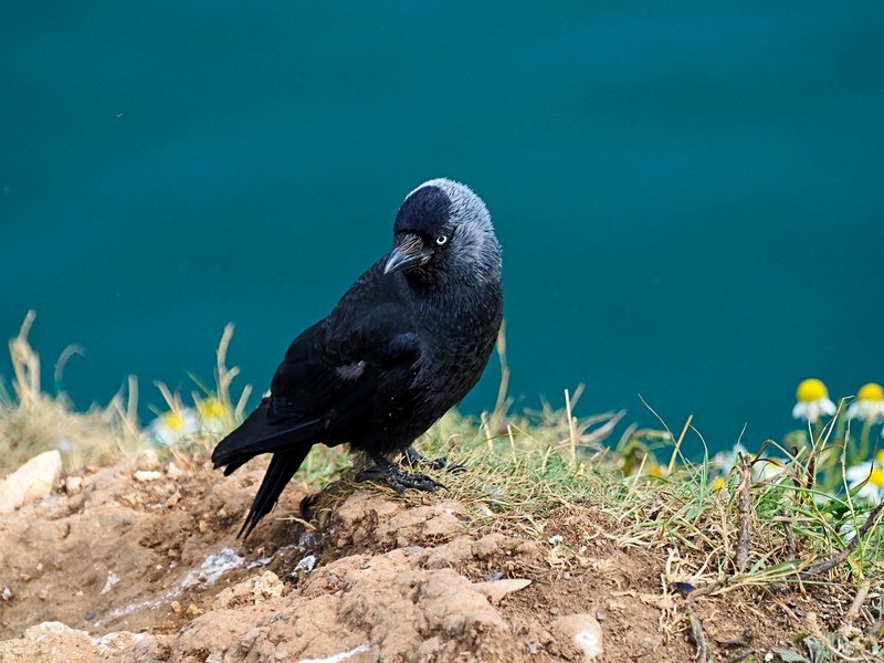 Jackdaw - Crows
