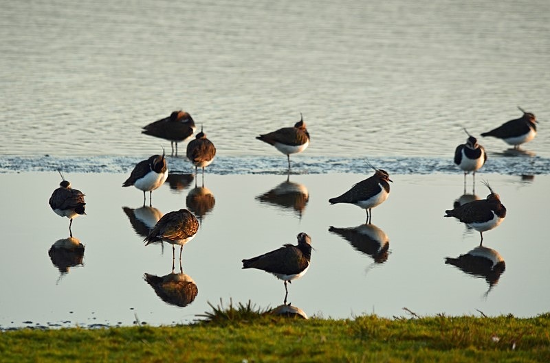Lapwings - Netherlands - December 2019