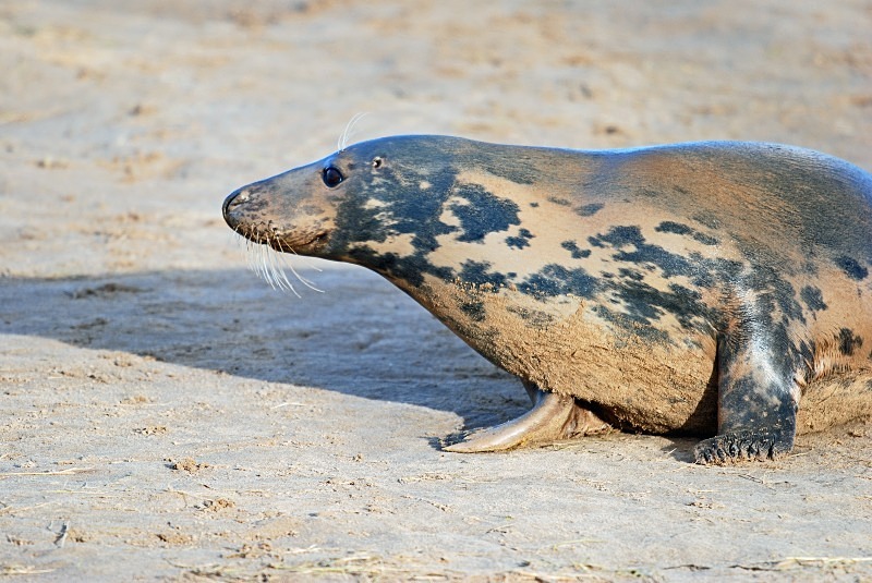 Atlantic Grey Seal - Atlantic Grey Seals