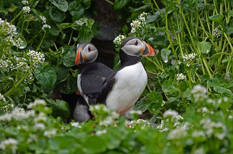 Puffins - North Norway