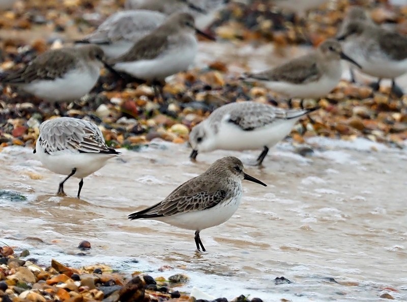 Dunlin - Sandpipers