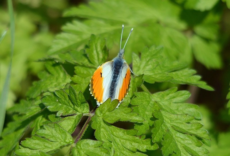 Orange Tip - Butterflies