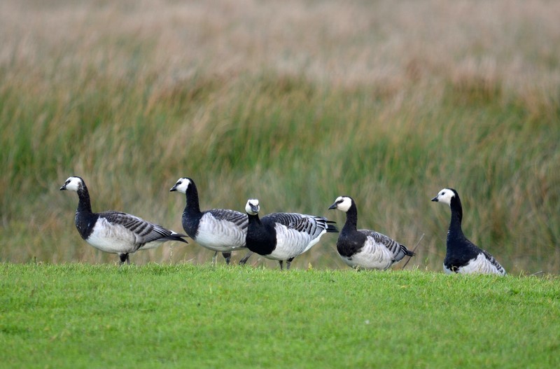 Barnacle Geese - Black geese