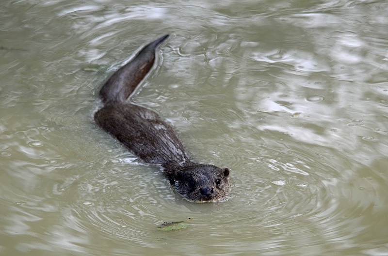 Otter - Otter