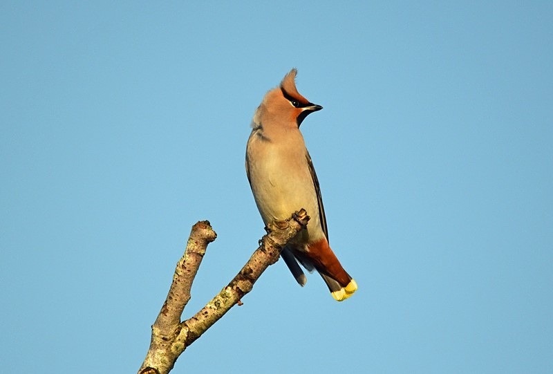 Waxwing - Waxwings