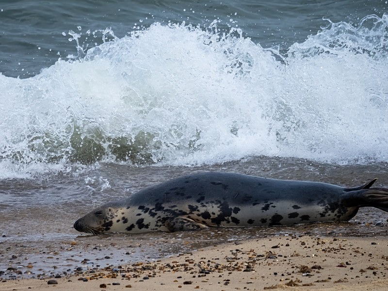 Atlantic Grey Seal - Atlantic Grey Seals
