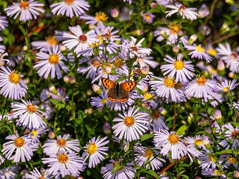 Small Copper - Butterflies