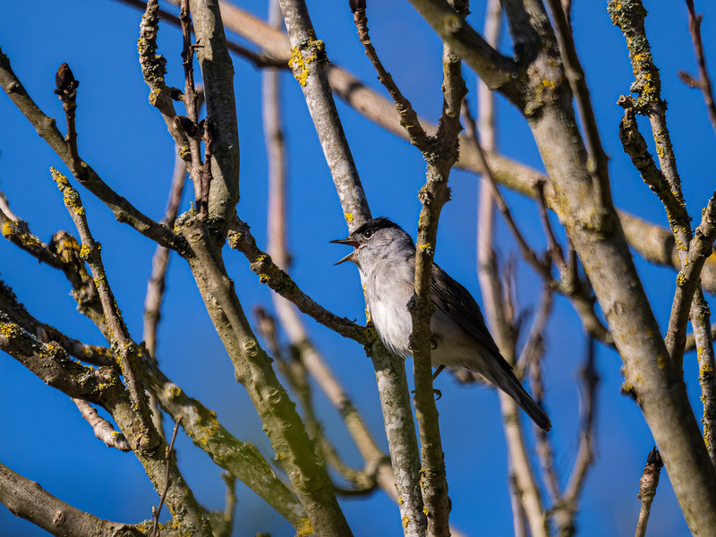 Male Blackcap - Latest photos