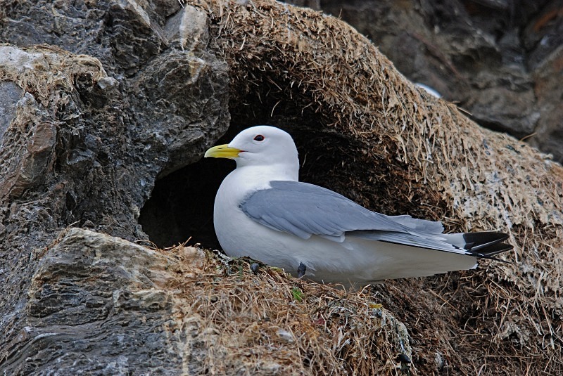 Kittiwake - North Finland and north Norway - May and June 2009