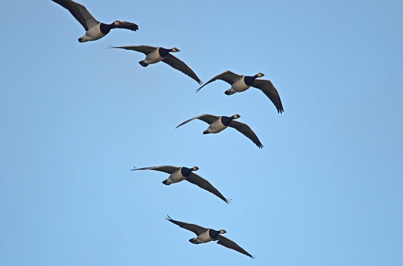 Barnacle Geese - Black geese