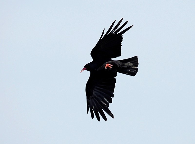 Chough - Crows