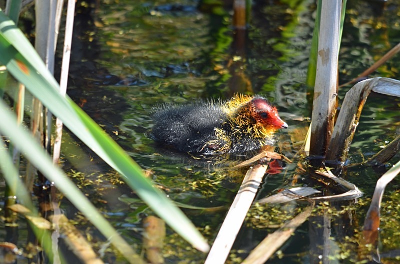 Coot chick - Crakes and rails