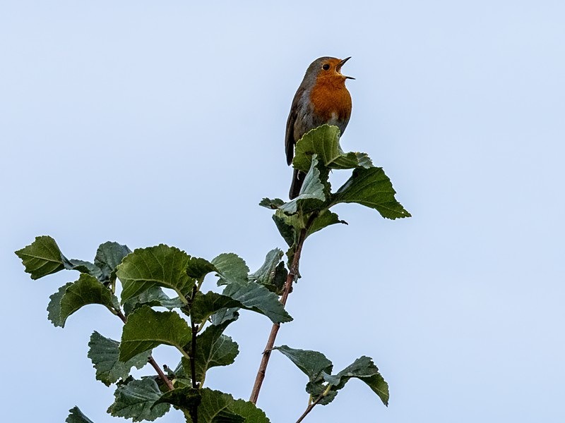Robin - Robins