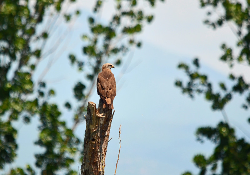 Black Kite - Central Macedonia