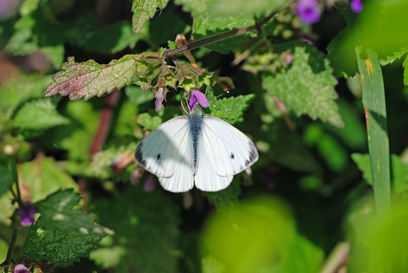 Small White - Butterflies